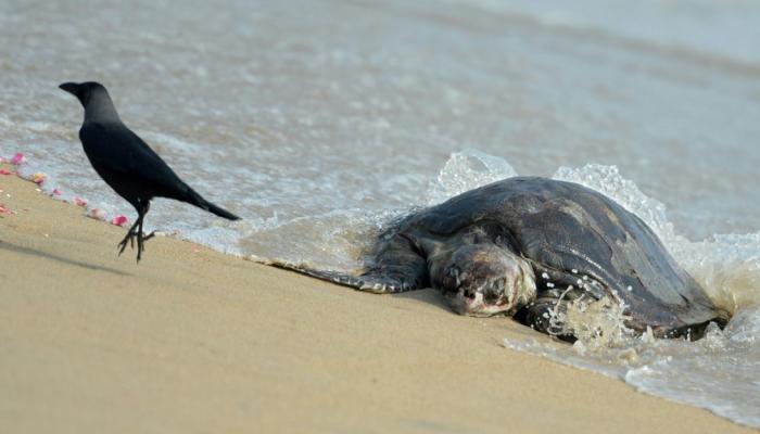 بينهم أطفال.. وفاة 19 تناولوا لحم