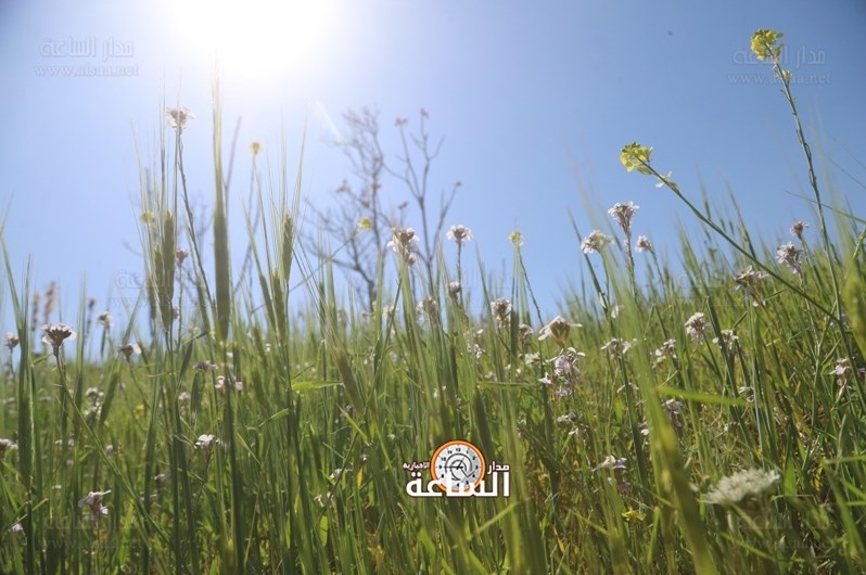 الاعتدال الربيعي يبدأ غدا وارتفاعات متتالية