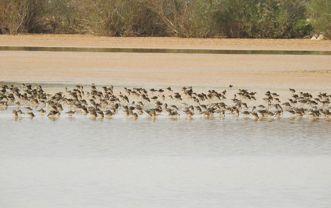 تسجيل أنواع جديدة ونادرة في القاع..