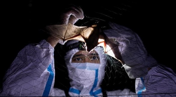 أملا في درء الجائحة التالية.. صائدو