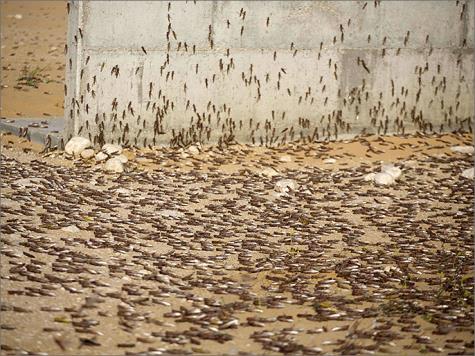 الجراد يغزو سوريا