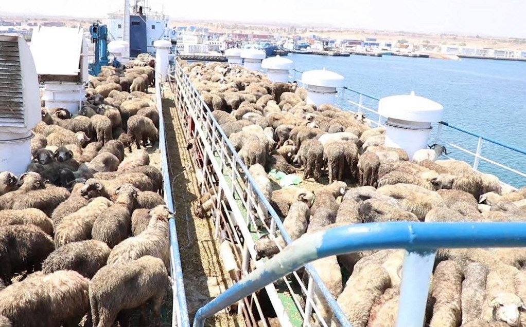 السفينة الجانحة تسببت بتأخر وصول بواخر