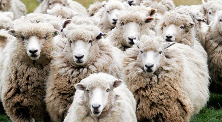 الحاج توفيق يتحدث عن بدائل لنقل