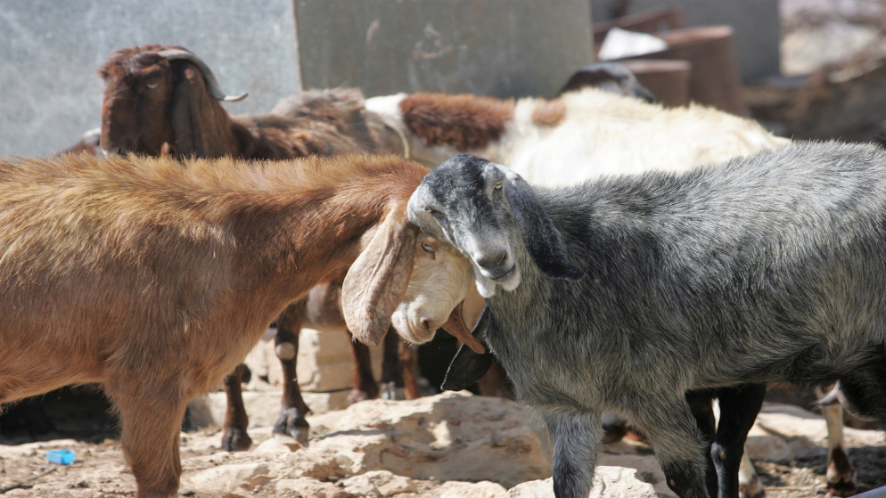 وصول 66 ألف رأس من المواشي