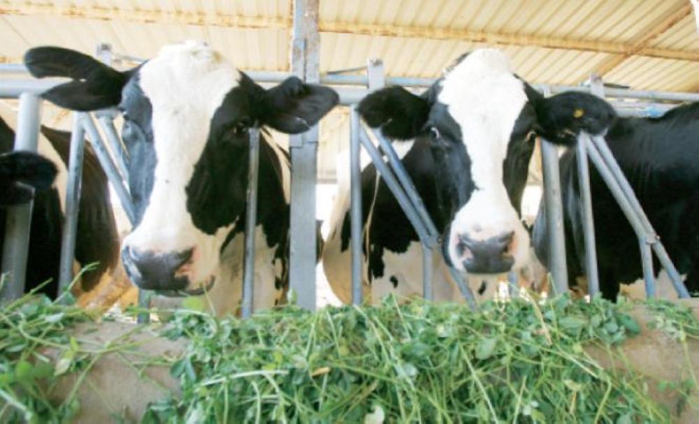 توضيح لوزارة الزراعة: لهذا فتحنا استيراد