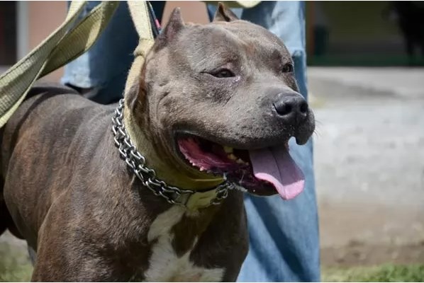 بريطانيا.. كلبان يهاجمان امرأة مسنة ويقتلانها