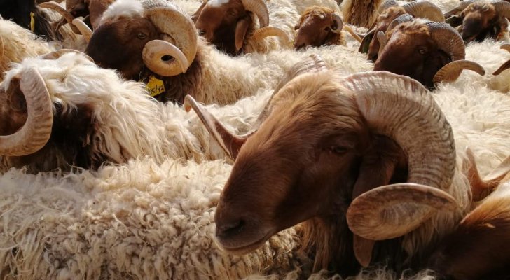 دراسة تثبت أن سلالة أغنام العواسي