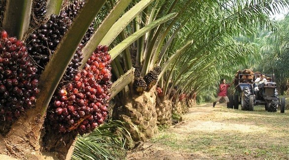 رئيس سريلانكا يأمر بتحرير بلاده من