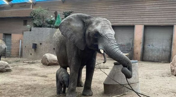 نفوق صغير فيل في السويد بعد