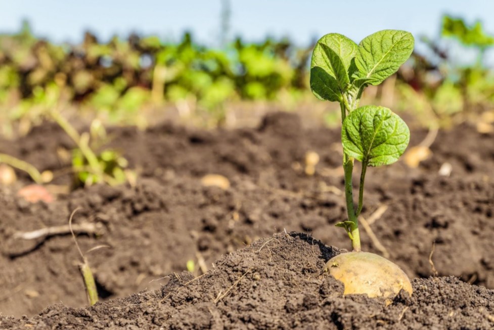 الحكومة تعلن فرص استثمارية في قطاع