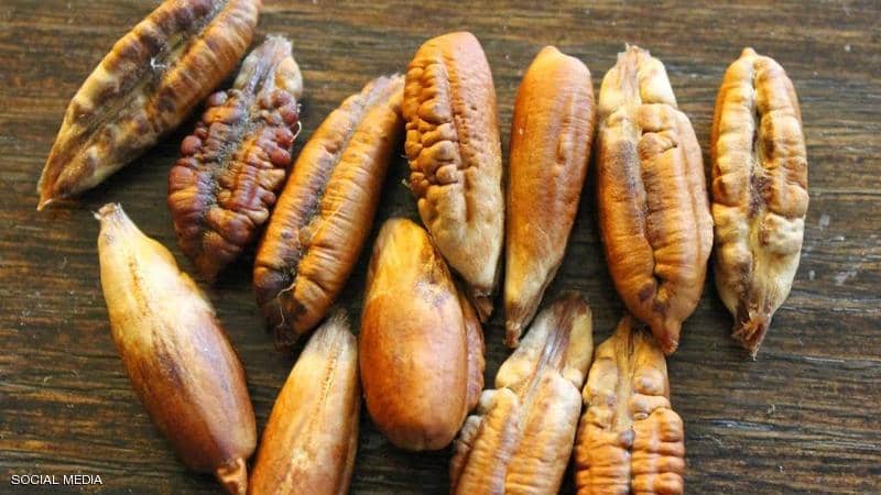 نواة التمر.. دواء سحري في رمضان