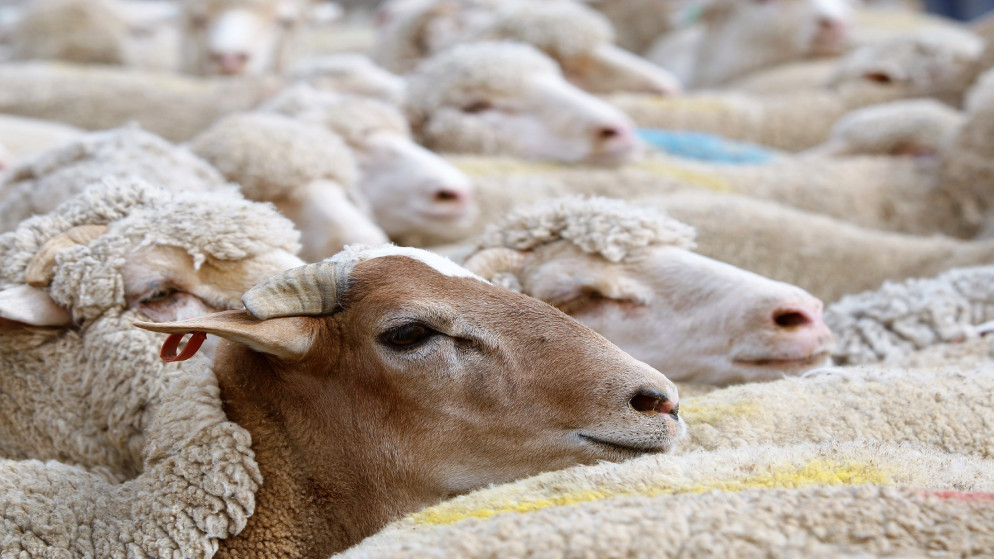 اعتماد مسالخ جديدة في السودان لاستيراد