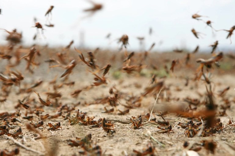 الزراعة: وصول اعداد محدودة من الجراد