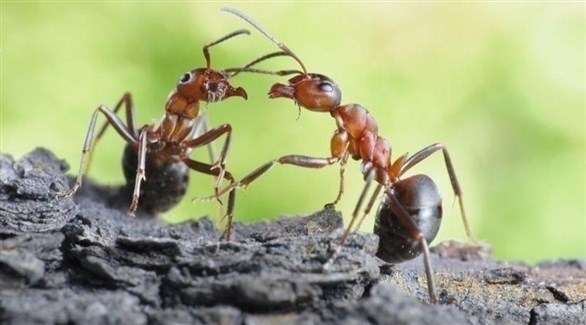 رد فعل النمل الذي يتعرض لعزلة