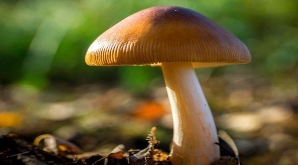 تأثير أحد مكونات الفطر يعادل تأثير