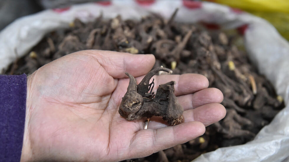 وزير صحة قرغيزستان يروج لعلاج عشبي