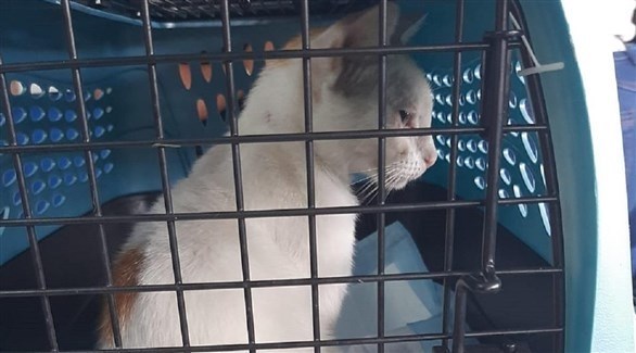 الشرطة في بنما تعتقل هرا بتهمة