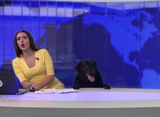 شاهد.. كلب يقتحم نشرة إخبارية على