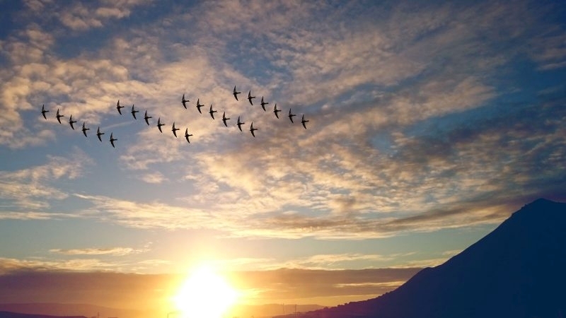 مراقبة الطيور تسعد البشر أكثر من