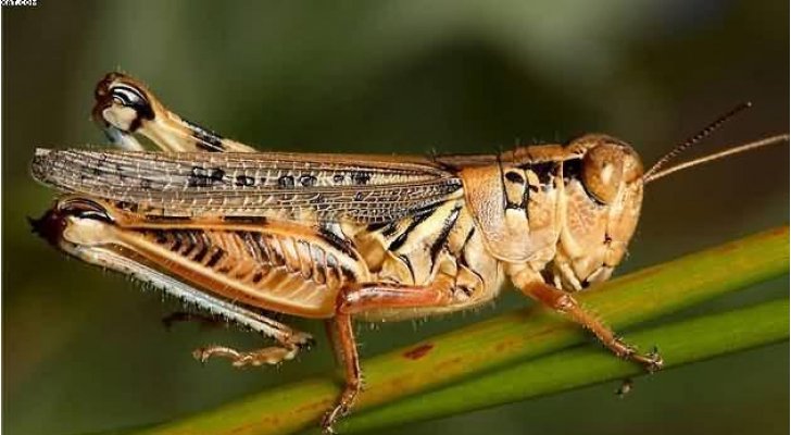 الزراعة تؤكد خلو العقبة من الجراد