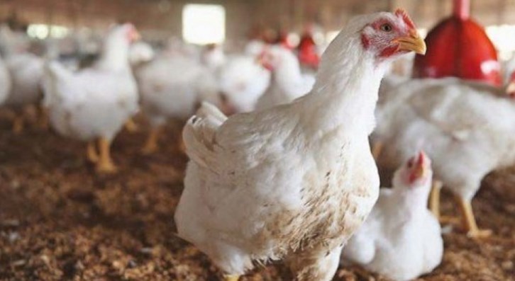 اتفاق على توريد الدجاج الطازج بـ