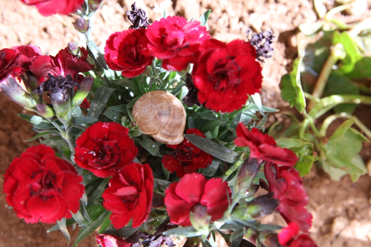 تجربة أردنية لتربية الحلزون لأغراض علاجية