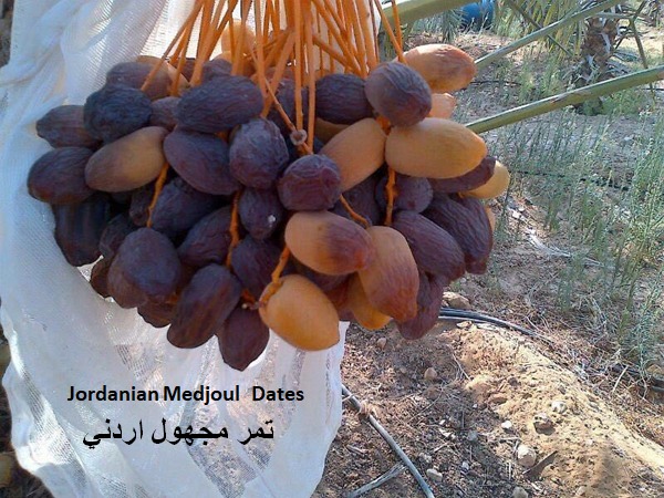 جمعية التمور الاردنية: محاولات تشويه صورة