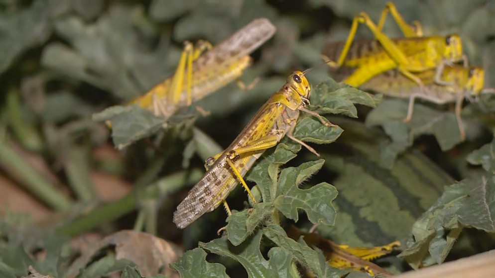 الجراد الصحراوي يصل عمّان وتحذيرات من