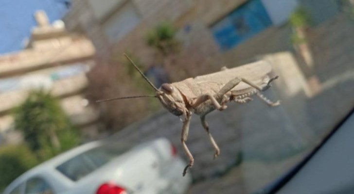 محافظ المفرق يوعز لرؤساء البلديات بوضع