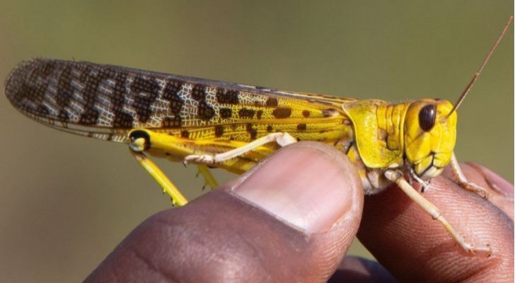 الزراعة تنشر تقريرها حول حالة الجراد