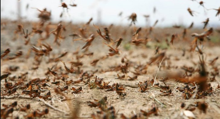 تواصل عمليات مكافحة الجراد في الأزرق