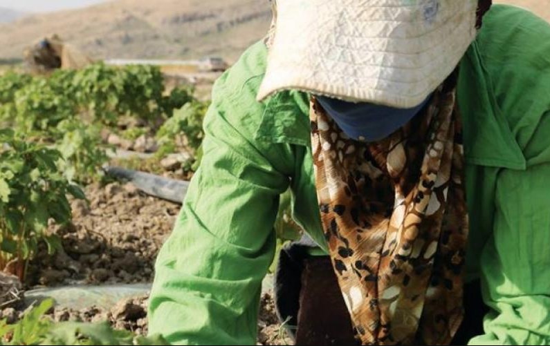 وفاة مزارع بضربة شمس في الأغوار