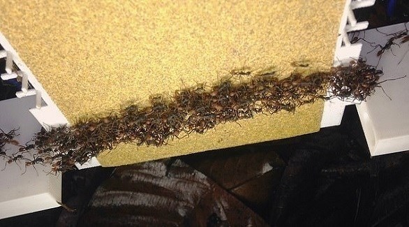 جيوش النمل تساعد المهندسين على بناء