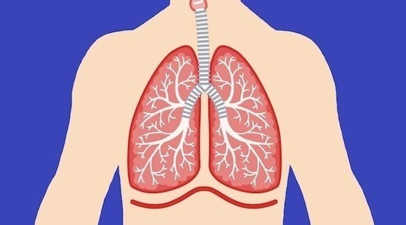 أفضل الأطعمة لتعزيز صحة الجهاز التنفسي