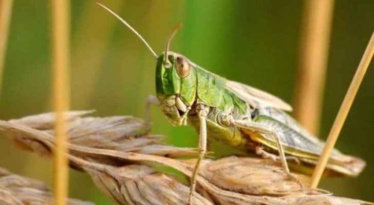 وزارة الزراعة تكشف آخر تطورات غزو