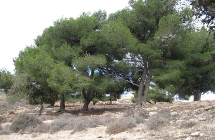 الزراعة تناشد عدم اشعال النيران بالقرب