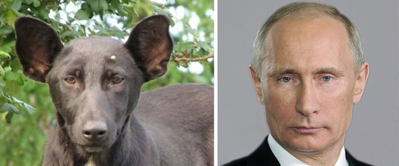 من يشبهك في عالم الحيوان؟.. شاهد