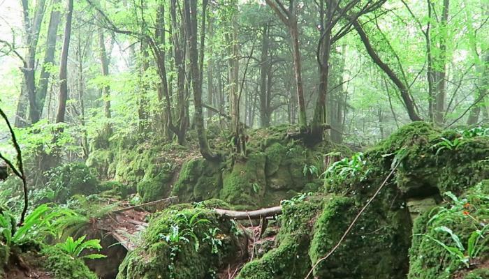 جثة شرطية بريطانية في غابة تثير