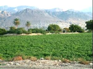 الحكومة تخصص 30 دونما للصناعات الغذائية