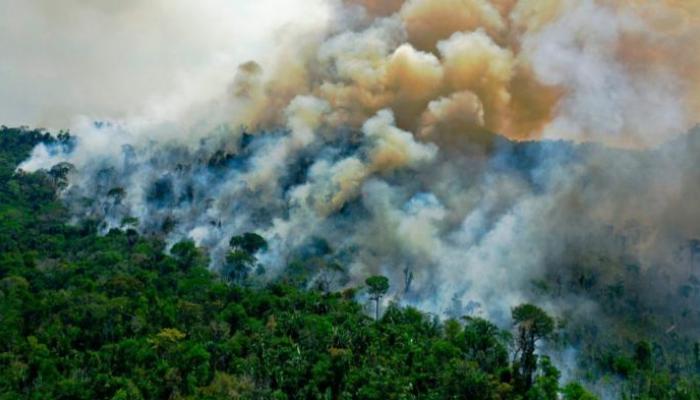 علماء يحذرون.. دور الغابات في الحد