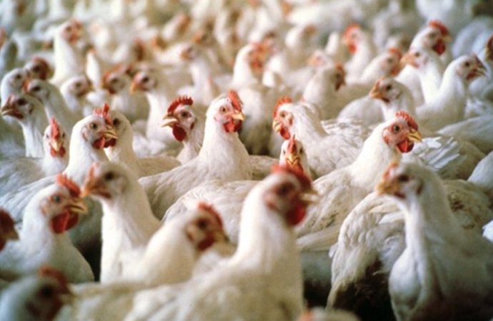 حماية المستهلك : ارتفاع اسعار الدجاج