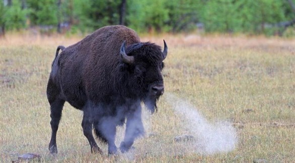 ثور هارب يهاجم مزارعا ووحدة إطفاء