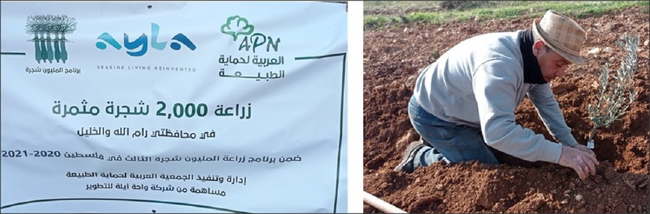 واحة أيلة للتطوير والعربية لحماية الطبيعة..