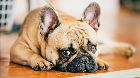 نوع جديد من فيروس كورونا نشأ