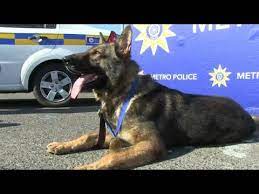 بريطانيا تتعقب مصابي كورونا بالكلاب البوليسية