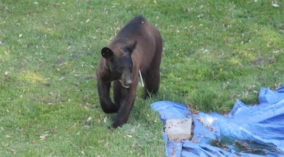 دب شارد يزرع الفوضى في مونتريال