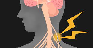تعرف على أهمية العصب المبهم وكيفية