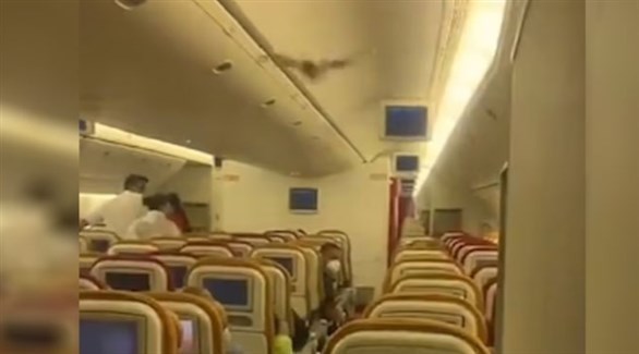 خفاش في مقصورة الركاب يجبر طائرة
