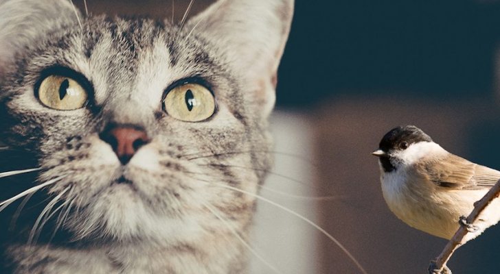 خبير: لا يمكن لـ الطير والبس