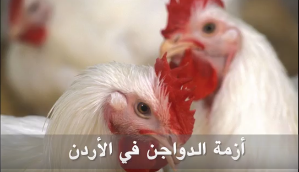 هل سيشهد الأردن ’أزمة دواجن‘ في